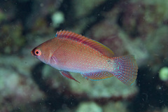 Cirrhilabrus beauperryi