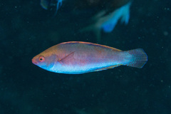 Cirrhilabrus beauperryi