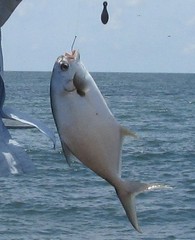Trachinotus carolinus