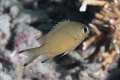 Azurina lepidolepis