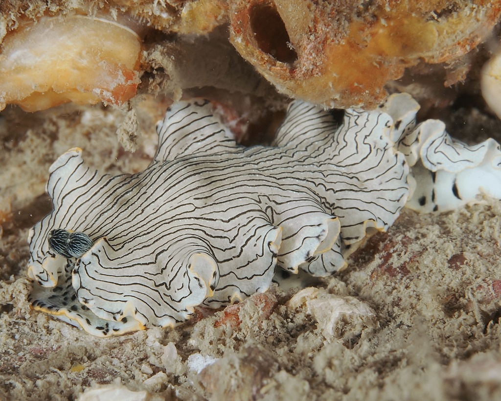 Dermatobranchus tongshanensis