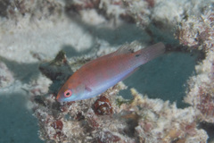 Cirrhilabrus beauperryi