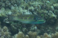 Thalassoma quinquevittatum