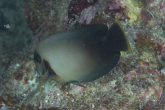 Acanthurus pyroferus