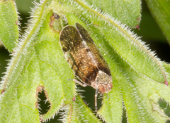 Tachycixius pilosus