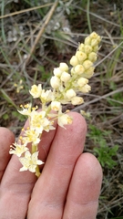 Toxicoscordion venenosum