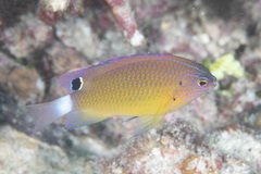 Pomacentrus bankanensis