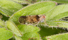 Tachycixius pilosus