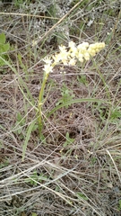 Toxicoscordion venenosum