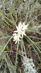 Leucocrinum montanum