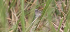 Hemiargus ceraunus