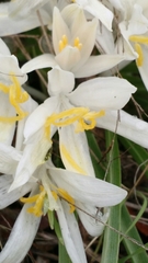 Leucocrinum montanum