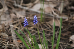 Muscari botryoides
