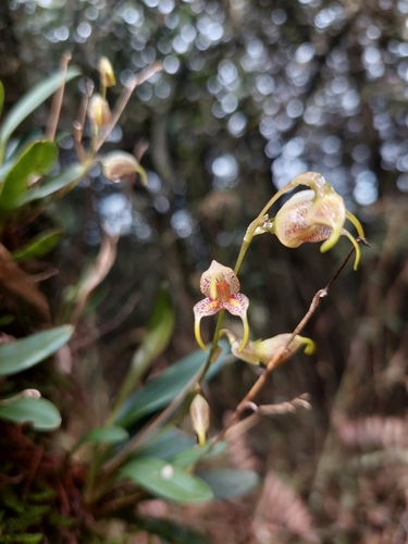 Image of Masdevallia amanda by (c) Daniel Mesa, some rights reserved (CC BY)