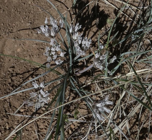 Image of Allium macropetalum by (c) bmasinton, some rights reserved (CC BY-SA)
