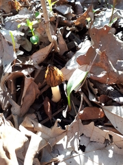 Morchella angusticeps