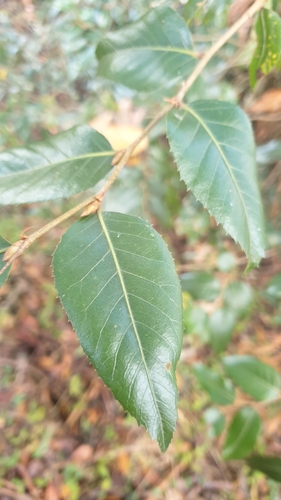 Image of Nothofagus moorei by (c) Andrew Thornhill, some rights reserved (CC BY)