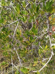 Kageneckia lanceolata