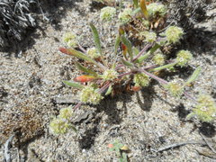 Chorizanthe cuspidata