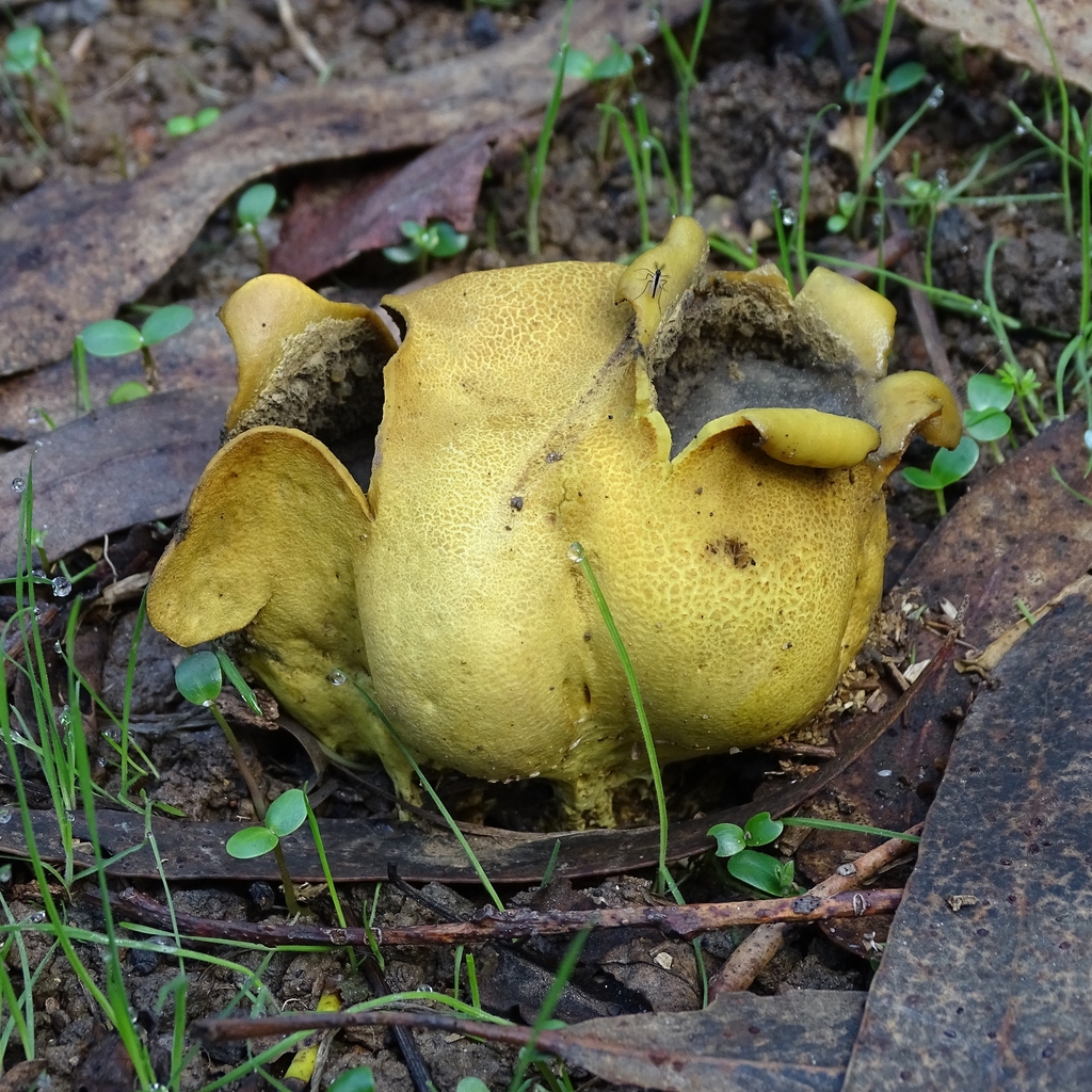 Scleroderma citrinum · May 2019 · photo: © cristianriquelme (iNaturalist, cc-by)