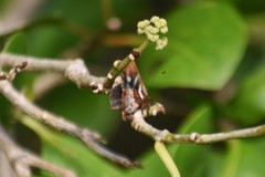 Anteros carausius carausius