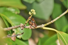 Anteros carausius carausius