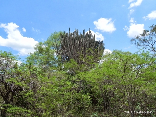 Image of Cereus stenogonus by (c) Thomaz Ricardo Favreto Sinani, some rights reserved (CC BY)