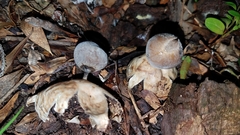 Geastrum pectinatum
