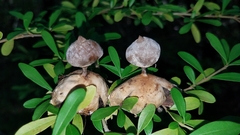 Geastrum pectinatum