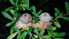 Geastrum pectinatum