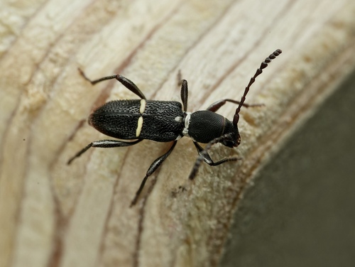 Epipedocera abdominalis