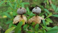 Geastrum pectinatum