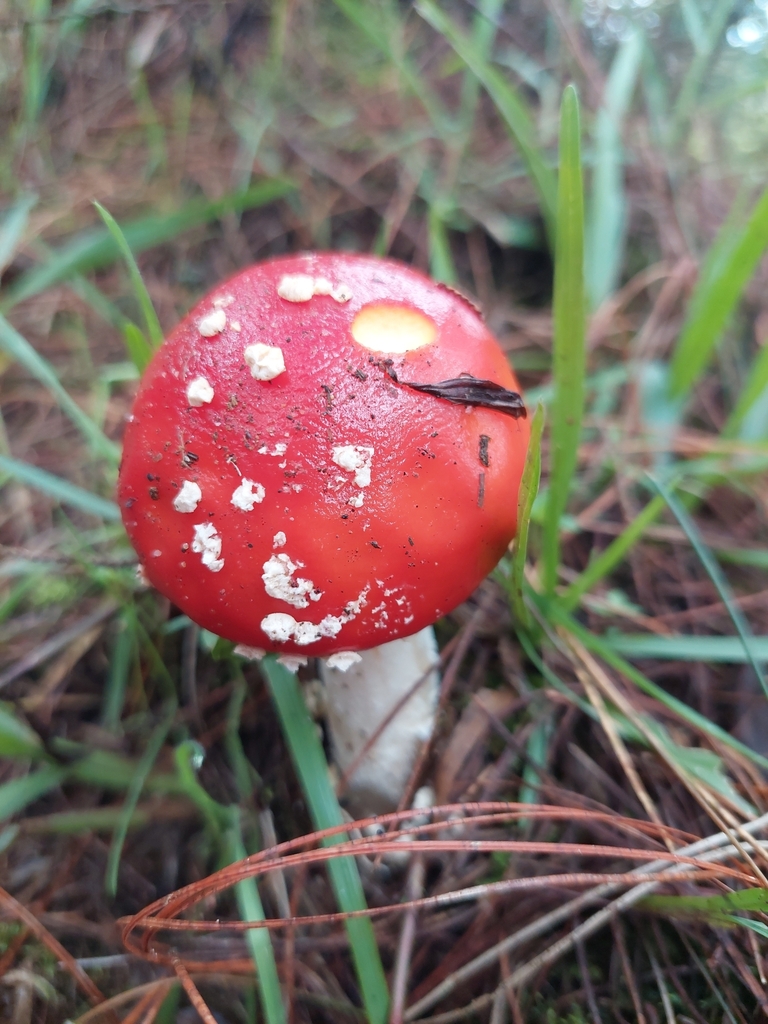 Amanita muscaria