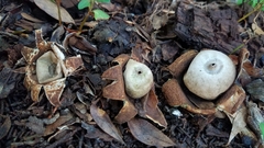Geastrum floriforme