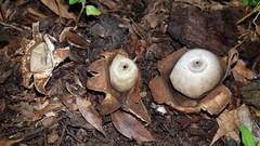 Geastrum floriforme