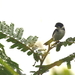 Caquetá Seedeater - Photo (c) David J Barton, some rights reserved (CC BY-NC), uploaded by David J Barton