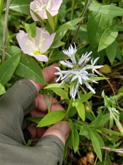 Amsonia repens