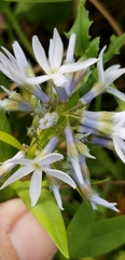 Amsonia repens