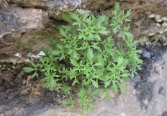 Perityle cochisensis