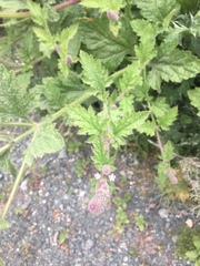 Verbena lasiostachys
