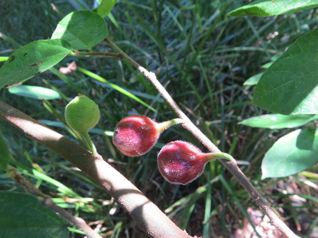 creek sandpaper fig from Sydney NSW, Australia on February 26, 2021 at ...