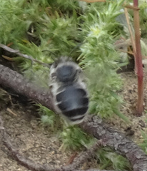 Habropoda miserabilis