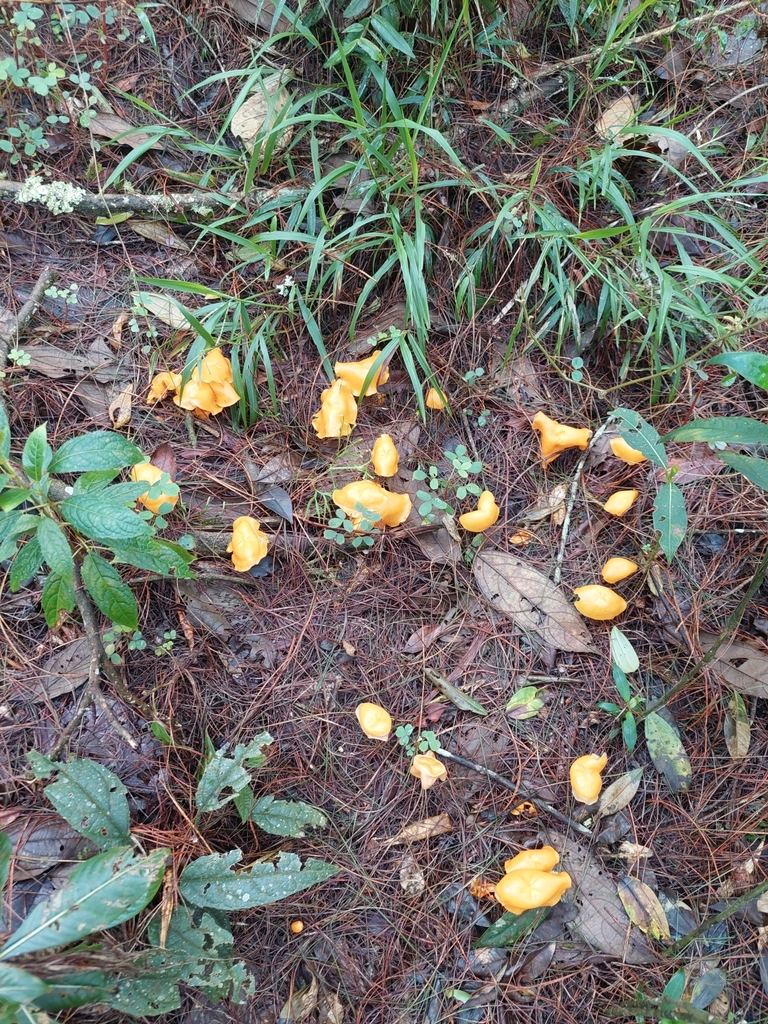 Marasmius hymenogloeus · May 2024 · photo: © danielmesa1 (iNaturalist, cc-by)
