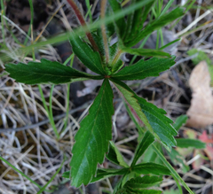 Potentilla simplex