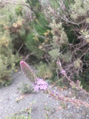 Verbena lasiostachys