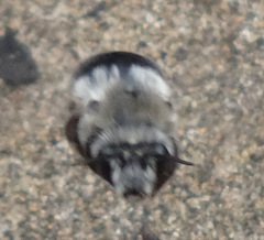 Habropoda miserabilis