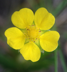Potentilla simplex
