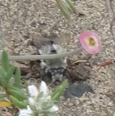 Habropoda miserabilis