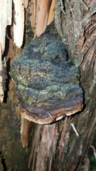 Pyrofomes juniperinus