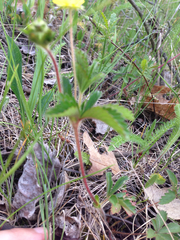 Potentilla simplex